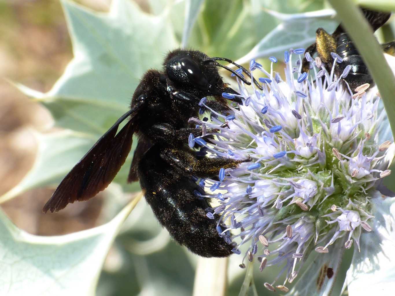 Giganti dei fiori: Megascolia e Xylocopa